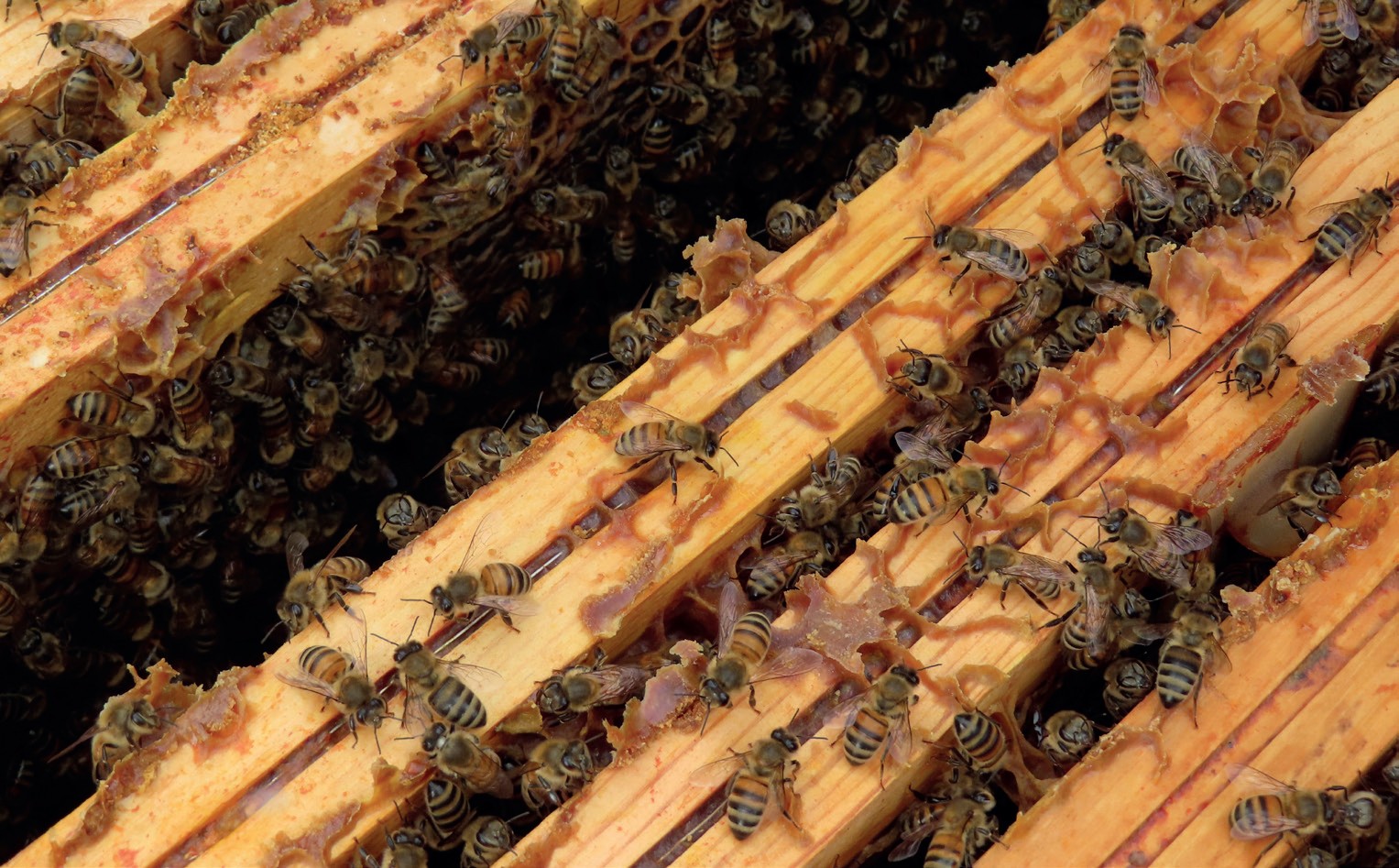 Cadre de ruche rempli d'abeilles